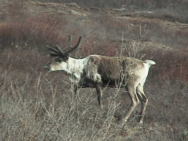 RV Alaska :: Denali :: A caribou...