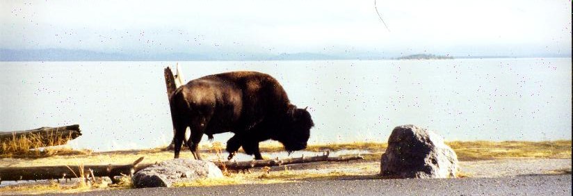 Lake Yellowstone and a Bison