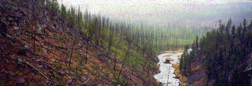 Fire damage of Yellowstone National Park