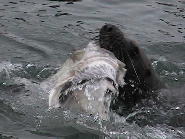 RV Alaska :: Kenai :: Fluffy and his dinner...